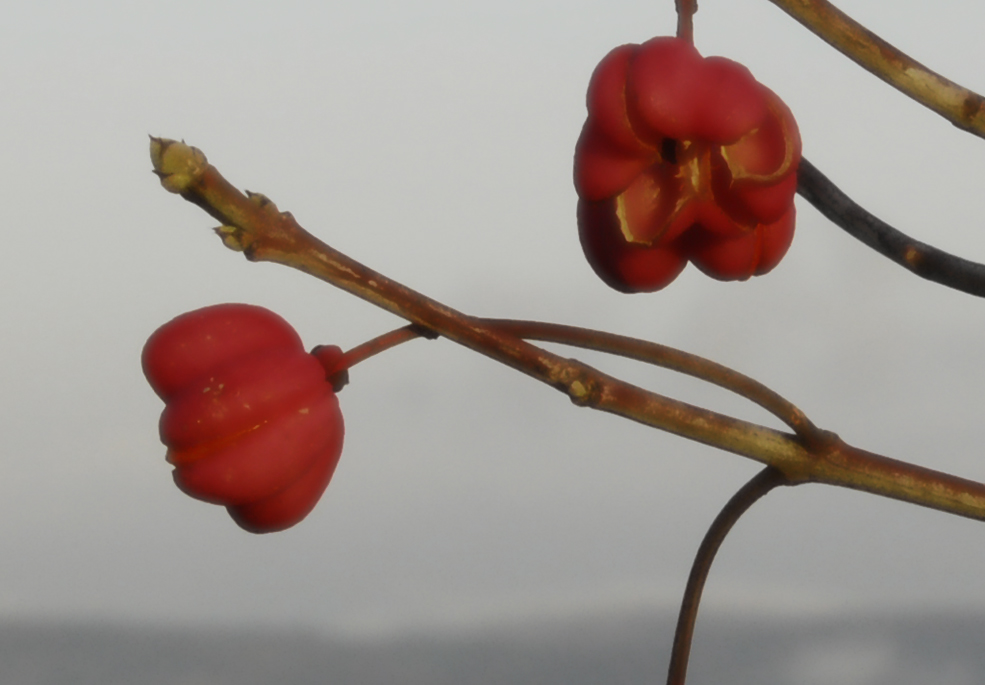 Littles Flower's Heart