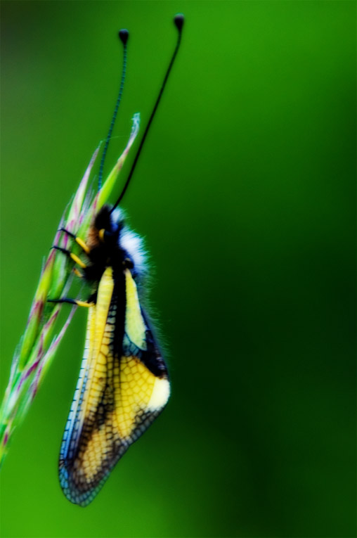 Papillon